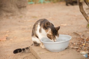 猫　水飲む